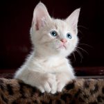 animal-cat-cute-45201